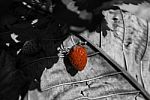 Red Strawberry In Black And White Background Stock Photo