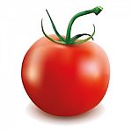 Red Tomato Stock Photo