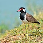 Red-wattled Lapwing Bird Stock Photo