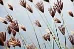 Reeds Flower Stock Photo