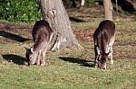 Reeves Muntjac Stock Photo