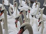 Regatta Of Swans Stock Photo