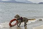 Rescue Dog With Lifebelt Stock Photo
