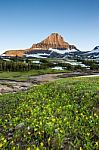 Reynolds Mountain Over Wildflower Field At Logan Pass, Glacier N Stock Photo