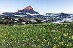 Reynolds Mountain Over Wildflower Field At Logan Pass, Glacier N Stock Photo