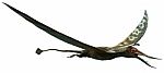 Rhamphorhynchus Stock Photo