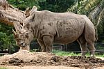 Rhino And Nature Stock Photo
