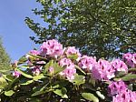 Rhododendron-flowers In The Park Stock Photo