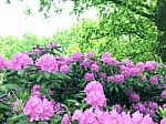 Rhododendron-flowers In The Park Stock Photo