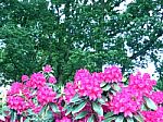 Rhododendron-flowers In The Park Stock Photo