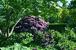 Rhododendron-flowers In The Park Stock Photo