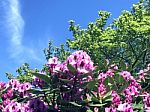 Rhododendron-flowers In The Park Stock Photo