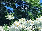 Rhododendron-flowers In The Park Stock Photo