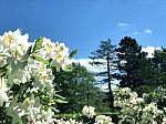 Rhododendron-flowers In The Park Stock Photo