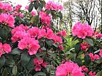 Rhododendron-flowers,in Park Stock Photo