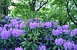 Rhododendron,flowers Stock Photo