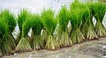 Rice Bundle Stock Photo