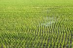 Rice Field Stock Photo