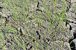 Rice Seedlings On A Dry Field Stock Photo