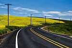 Road And Canola Flowers Stock Photo