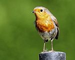 Robin Stock Photo