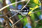 Robin, Oriental Magpie Robin, Shama Stock Photo