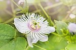Romantic Nature Wild Grass Flower,passiflora  With Rain Drop, Ge Stock Photo