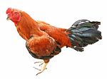 Rooster Isolated On White Background Stock Photo