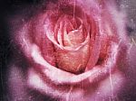 Rose Flower Background With Blur Style Stock Photo