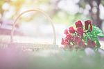 Rose Flower, Valentine's Day Concept Stock Photo