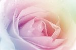 Roses In Soft Pastel Tone Stock Photo