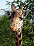 Rothschild Giraffe Stock Photo