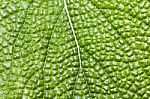 Rough Leaf Texture Stock Photo