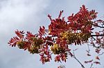 Rowan Or Mountain Ash Tree (sorbus Aucuparia)  Joseph Rock Berri Stock Photo