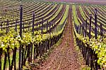 Rows Of Vineyard Grape Vines. Spring Landscape With Green Vineya Stock Photo