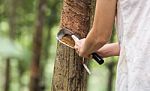 Rubber Tapping Stock Photo
