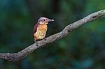 Ruddy Kingfisher Juvenile Stock Photo