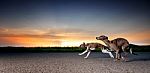 Running Dogs Stock Photo