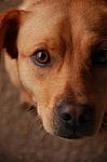 Sad Brown Dog Face Stock Photo