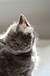 Sad Kitten Stock Photo