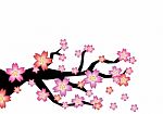 Sakura Branch Stock Photo