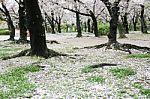 Sakura Cherry Blossom Stock Photo