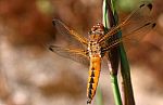 Scarce Chaser Dragonfly Stock Photo
