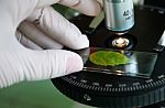 Scientist Observed Green Leaf In Laboratory Glass Stock Photo