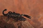 Scorpion On Desert Rock Stock Photo