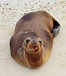 Sea Lion Funny Look  Galapagos Stock Photo