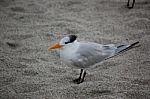 SeaBird On Beach Stock Photo