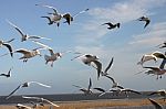 Seabirds In Flight Stock Photo