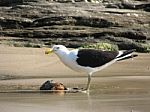 Seagull Stock Photo