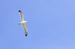 Seagull Stock Photo